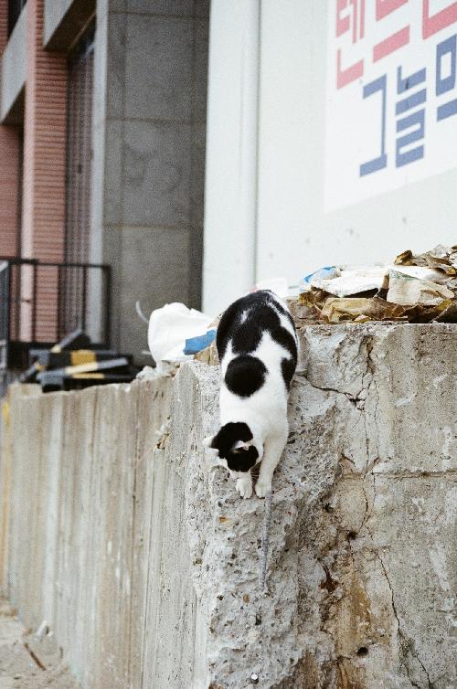 대표 이미지